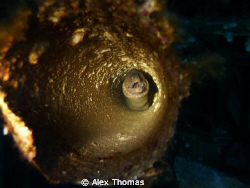 Moray Eel by Alex Thomas 